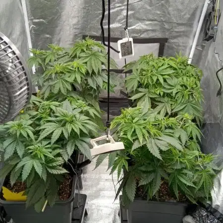 Grapefuel Gelato, KISS, Amnesia, Lemon O