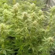 Herbst Grow 2026