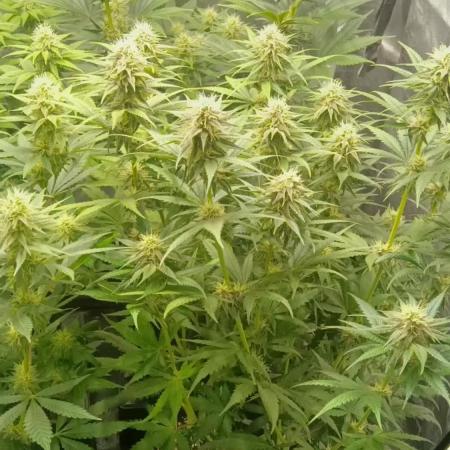 Herbst Grow 2026