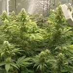 Grapefuel Gelato, KISS, Amnesia, Lemon O
