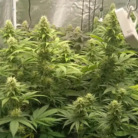 Grapefuel Gelato, KISS, Amnesia, Lemon O