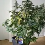 Grapefuel Gelato, KISS, Amnesia, Lemon O