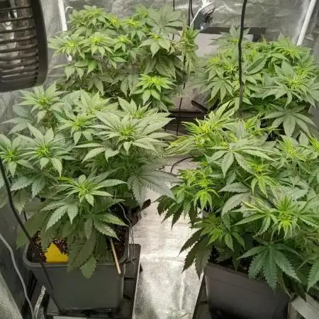 Grapefuel Gelato, KISS, Amnesia, Lemon O