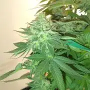 Frühlings Grow