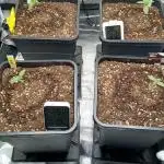 Grapefuel Gelato, KISS, Amnesia, Lemon O
