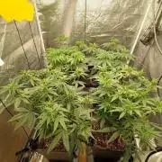 Herbst Grow 2026