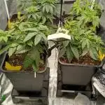 Grapefuel Gelato, KISS, Amnesia, Lemon O