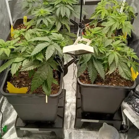 Grapefuel Gelato, KISS, Amnesia, Lemon O