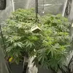 Grapefuel Gelato, KISS, Amnesia, Lemon O