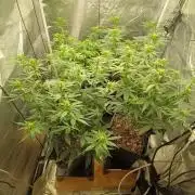 Herbst Grow 2026