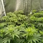 Grapefuel Gelato, KISS, Amnesia, Lemon O