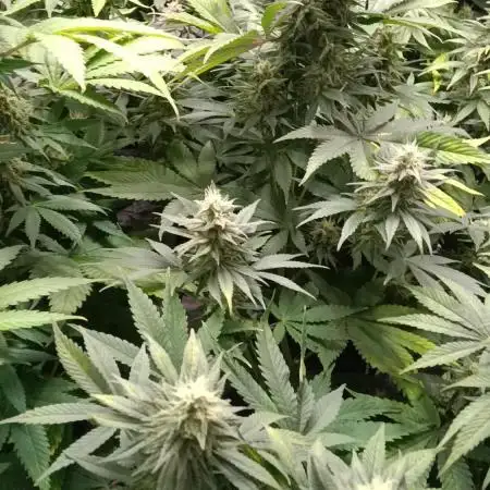 Grapefuel Gelato, KISS, Amnesia, Lemon O