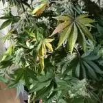 Grapefuel Gelato, KISS, Amnesia, Lemon O