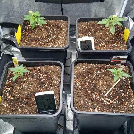 Grapefuel Gelato, KISS, Amnesia, Lemon O