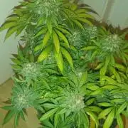 Frühlings Grow