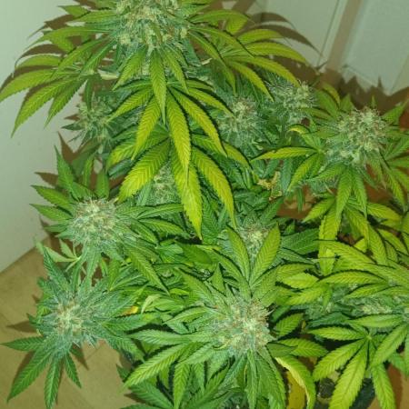 Frühlings Grow