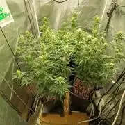 Herbst Grow 2026