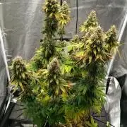 Grapefuel Gelato, KISS, Amnesia, Lemon O