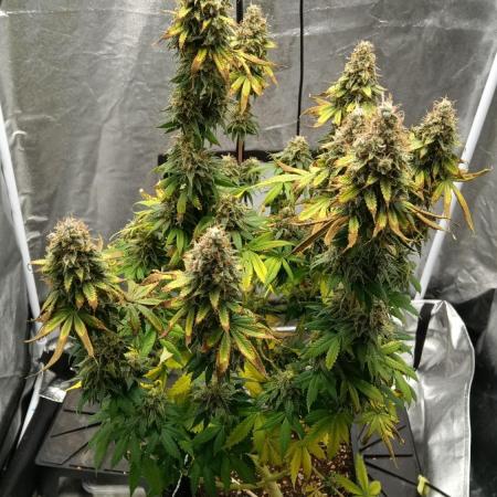 Grapefuel Gelato, KISS, Amnesia, Lemon O