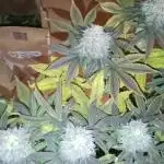 Grapefuel Gelato, KISS, Amnesia, Lemon O