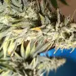 Grapefuel Gelato, KISS, Amnesia, Lemon O