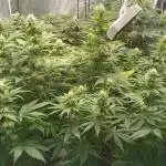 Grapefuel Gelato, KISS, Amnesia, Lemon O