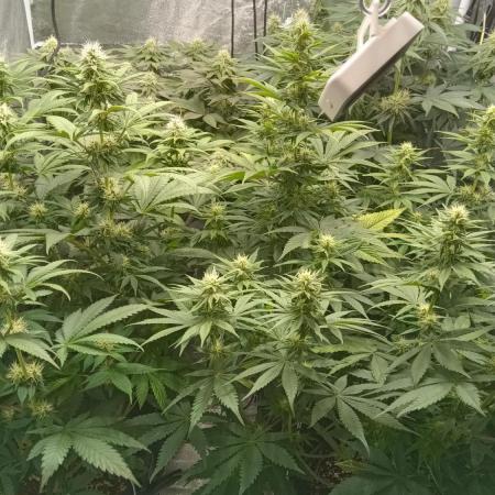 Grapefuel Gelato, KISS, Amnesia, Lemon O