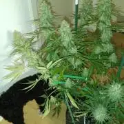 Frühlings Grow