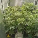 Grapefuel Gelato, KISS, Amnesia, Lemon O
