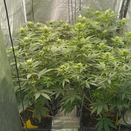 Grapefuel Gelato, KISS, Amnesia, Lemon O