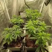 Herbst Grow 2026