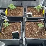 Grapefuel Gelato, KISS, Amnesia, Lemon O