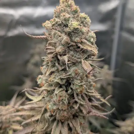 Banana Daddy R1