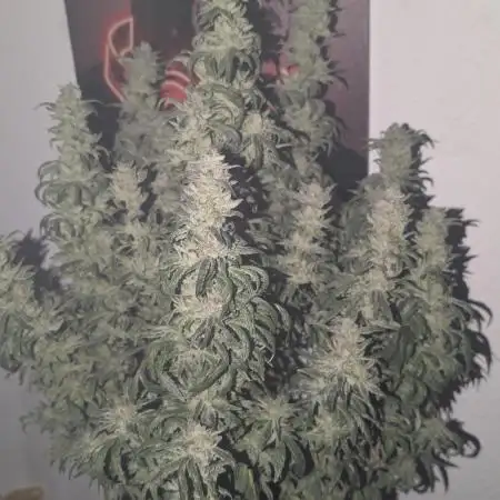 SmartGrow2025