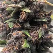 SmartGrowingFastBuds