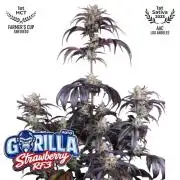 StrawBerry Gorila RF3 Auto 2026 2×