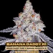 Banana Daddy R1