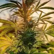NoName - outdoor Growing FastBuds 2026