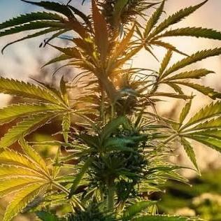 NoName - outdoor Growing FastBuds 2026
