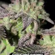 Garlic Mint Sherbet Fem 2026