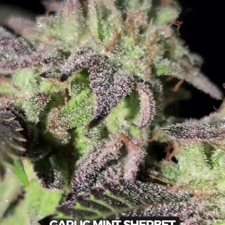 Garlic Mint Sherbet Fem 2026