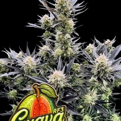 Guava RF3 auto