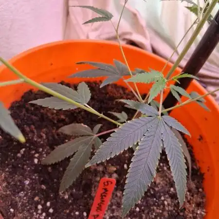 CANNABIS IS MEDICINE