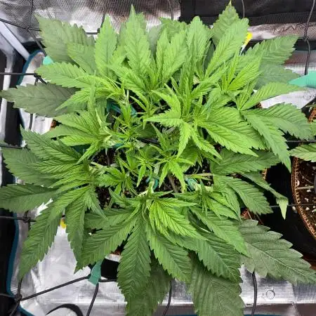TropicanaCookieFast