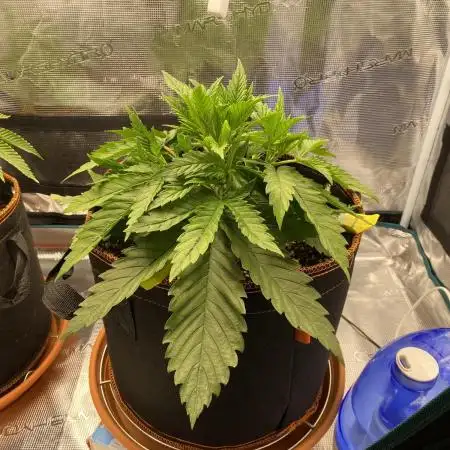 TropicanaCookieFast