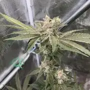 Fast.Farm