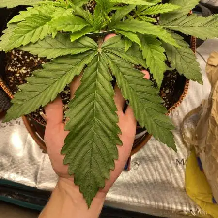 TropicanaCookieFast