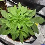 TropicanaCookieFast