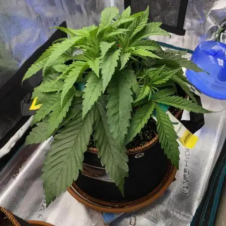 TropicanaCookieFast
