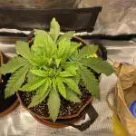 TropicanaCookieFast